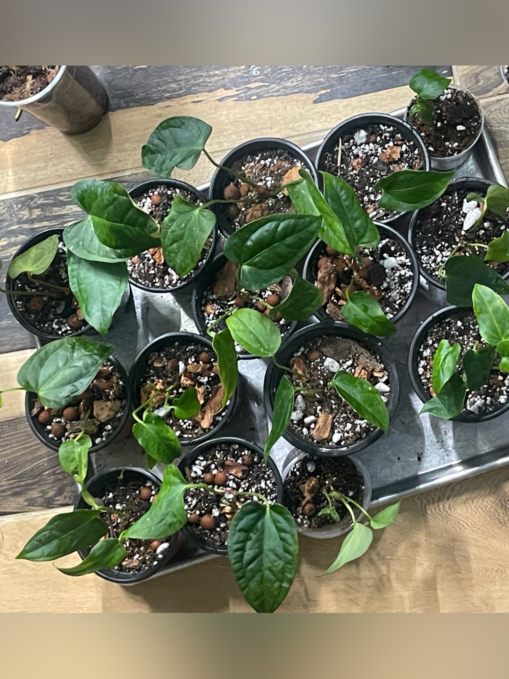 Anthurium Pap x Tezula Soul Reaper - **GROWER’S CHOICE** live plant